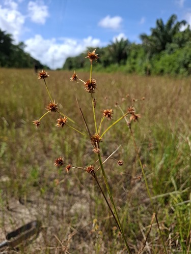 Rhynchospora holoschoenoides observed 2026-07-28