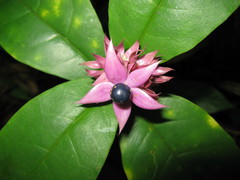 Clerodendrum fistulosum