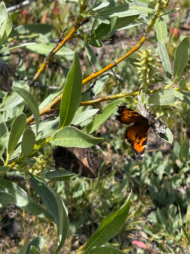 iNaturalist observation photo of California Tortoiseshell