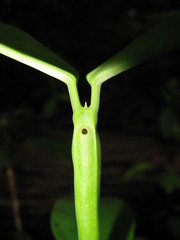 Clerodendrum fistulosum