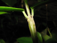 Clerodendrum fistulosum