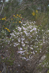 Philotheca reichenbachii