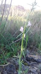 Misopates calycinum
