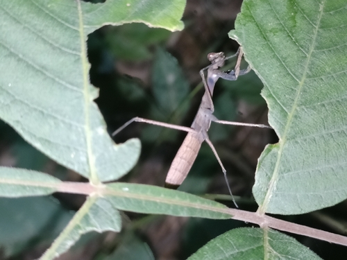 Asian Jumping Mantis