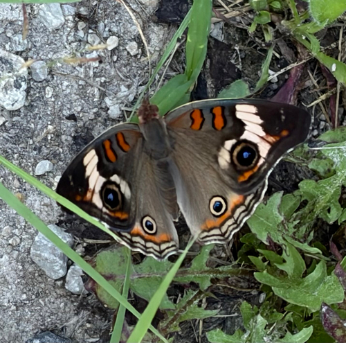 Common Buckeye