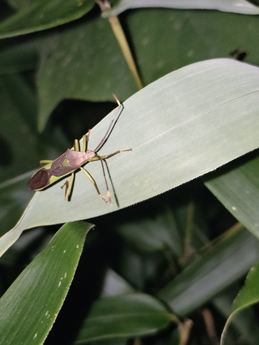Homoeocerus walkerianus