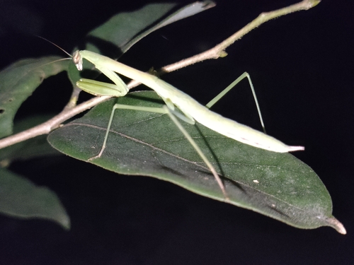 Chinese Mantis