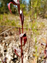 Serapias strictiflora