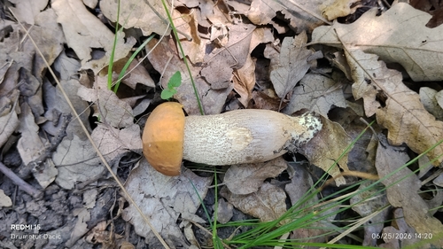 Saffron Bolete