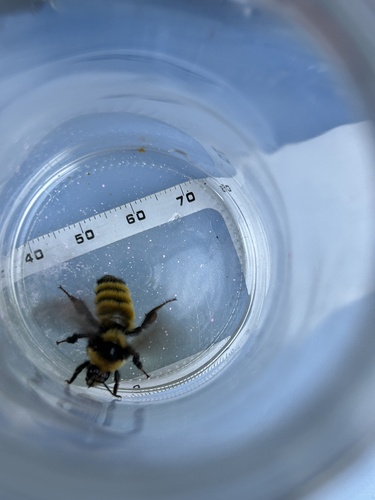 Northern Amber Bumble Bee