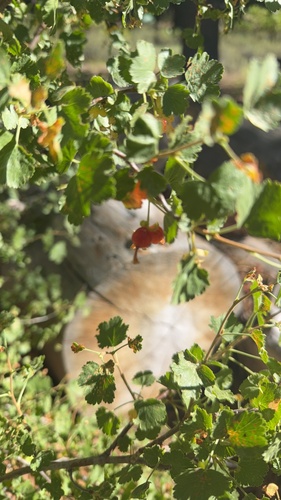 iNaturalist observation photo of currants and gooseberries