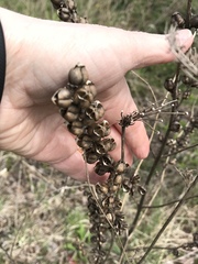 Dasistoma macrophylla