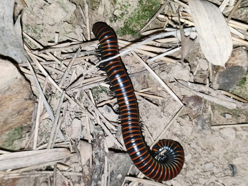 Spirobolus bungii