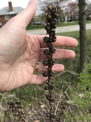 Dasistoma macrophylla