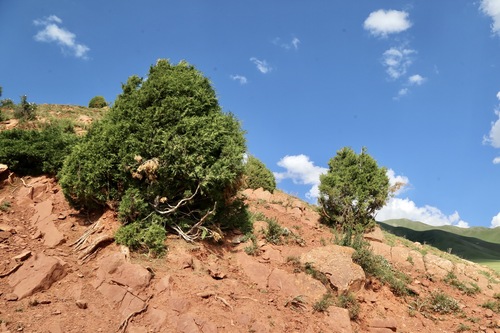 Juniperus pseudosabina, photograph 6