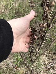 Dasistoma macrophylla