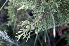 Juniperus pseudosabina, photograph (c) Dr. Alexey Yakovlev, some rights reserved (CC BY)