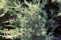 Juniperus pseudosabina, photograph (c) Dr. Alexey Yakovlev, some rights reserved (CC BY)