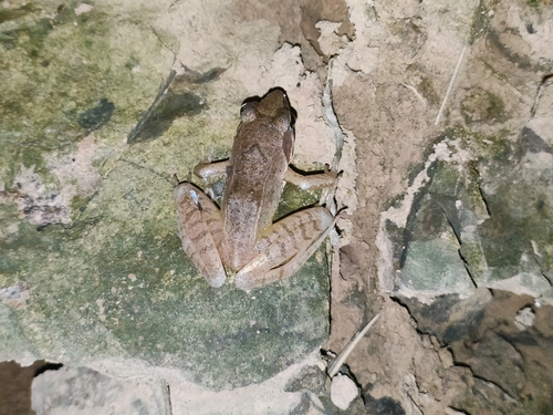 Zhenhai Brown Frog