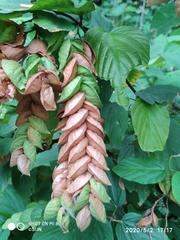 Flemingia strobilifera