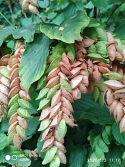 Flemingia strobilifera