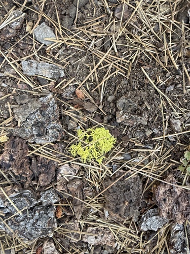 iNaturalist observation photo of wolf lichen