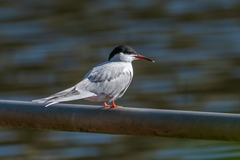 Sterna hirundo