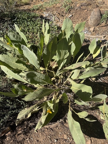 iNaturalist observation photo of woolly mule's ears