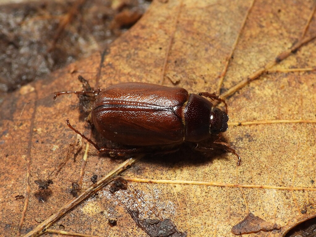 Phyllophaga vilifrons