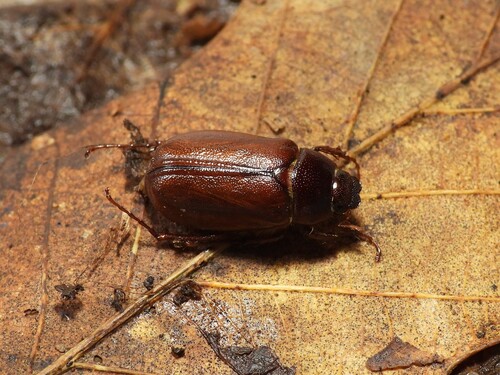 Phyllophaga vilifrons