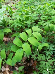 Polygonatum multiflorum