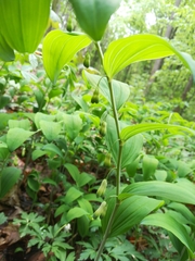 Polygonatum multiflorum