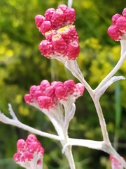 Helichrysum sanguineum