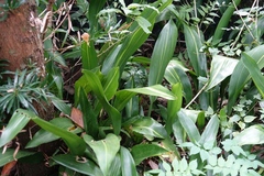 Aspidistra elatior