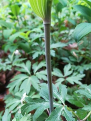 Polygonatum multiflorum