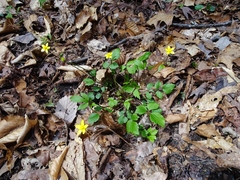 Ranunculus hispidus hispidus