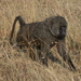 Olive Baboon - Photo (c) 
flightlog, some rights reserved (CC BY)
