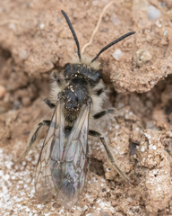 Andrena erythronii