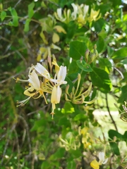 Lonicera etrusca