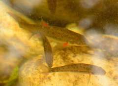 Pseudobarbus burchelli