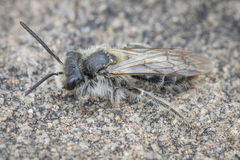 Andrena erythronii