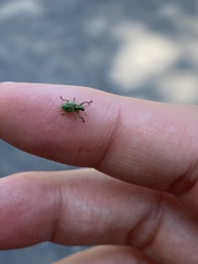 Eugnathus distinctus