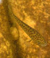 Sandelia capensis