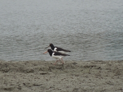 Haematopus ostralegus