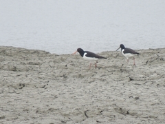 Haematopus ostralegus