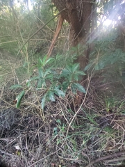 Pittosporum undulatum