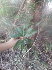 Pittosporum undulatum