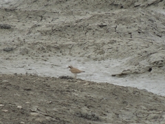 Charadrius dubius