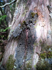 Fuscopannaria leucosticta