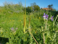 Erodium ciconium